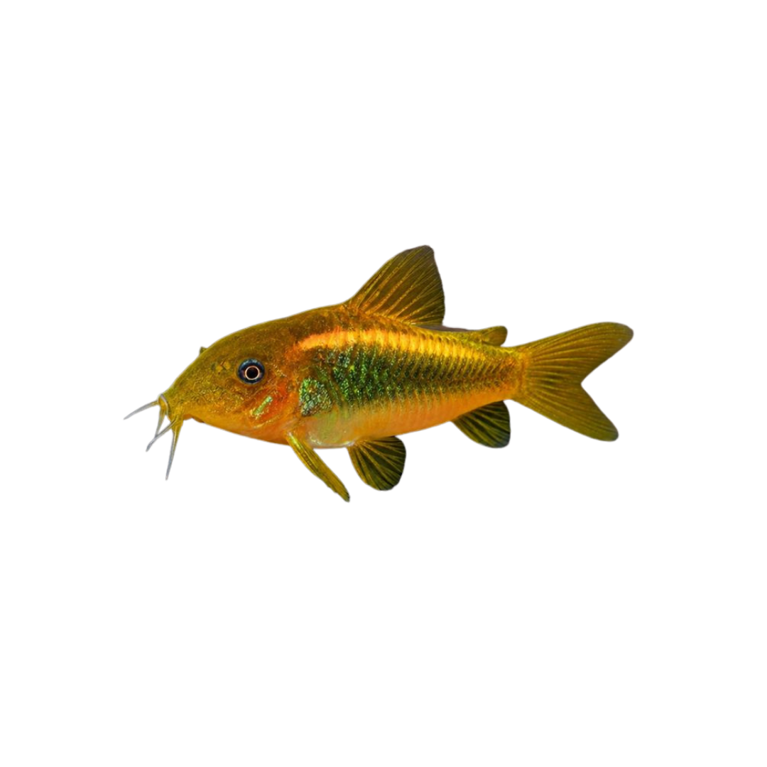 Gold Laser Corydoras - 4cm (Corydoras sp.) (Live Fish)