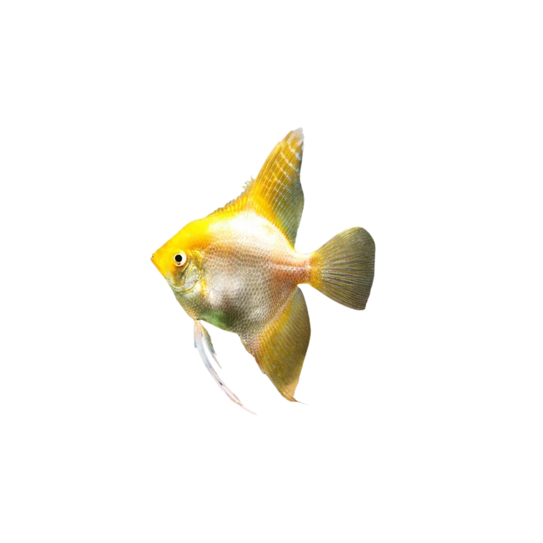 Gold Angelfish - 5.5cm (Pterophyllum scalare) (Live Fish)