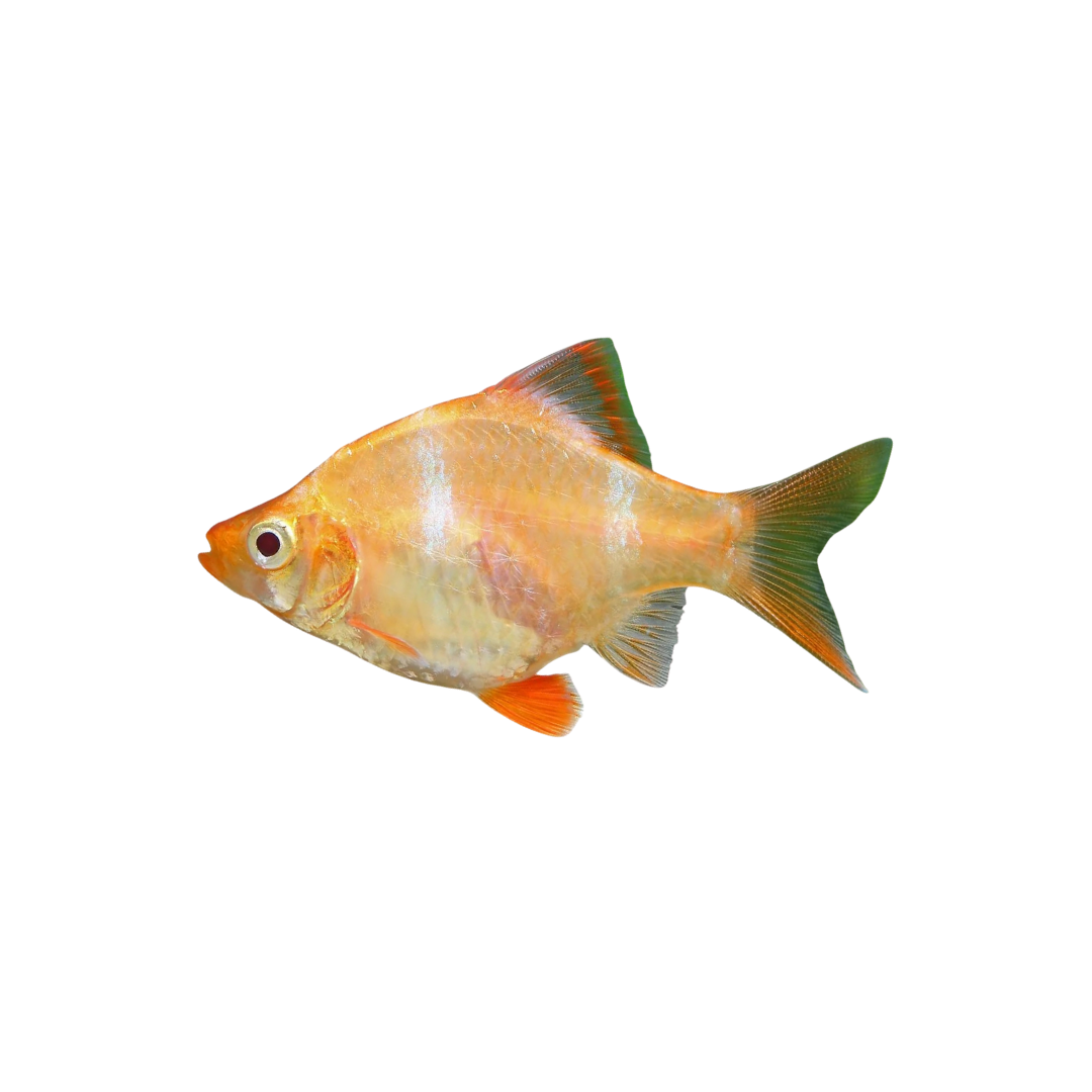 Golden Tiger Barb - 3cm (Puntigrus tetrazona) (Live Fish)