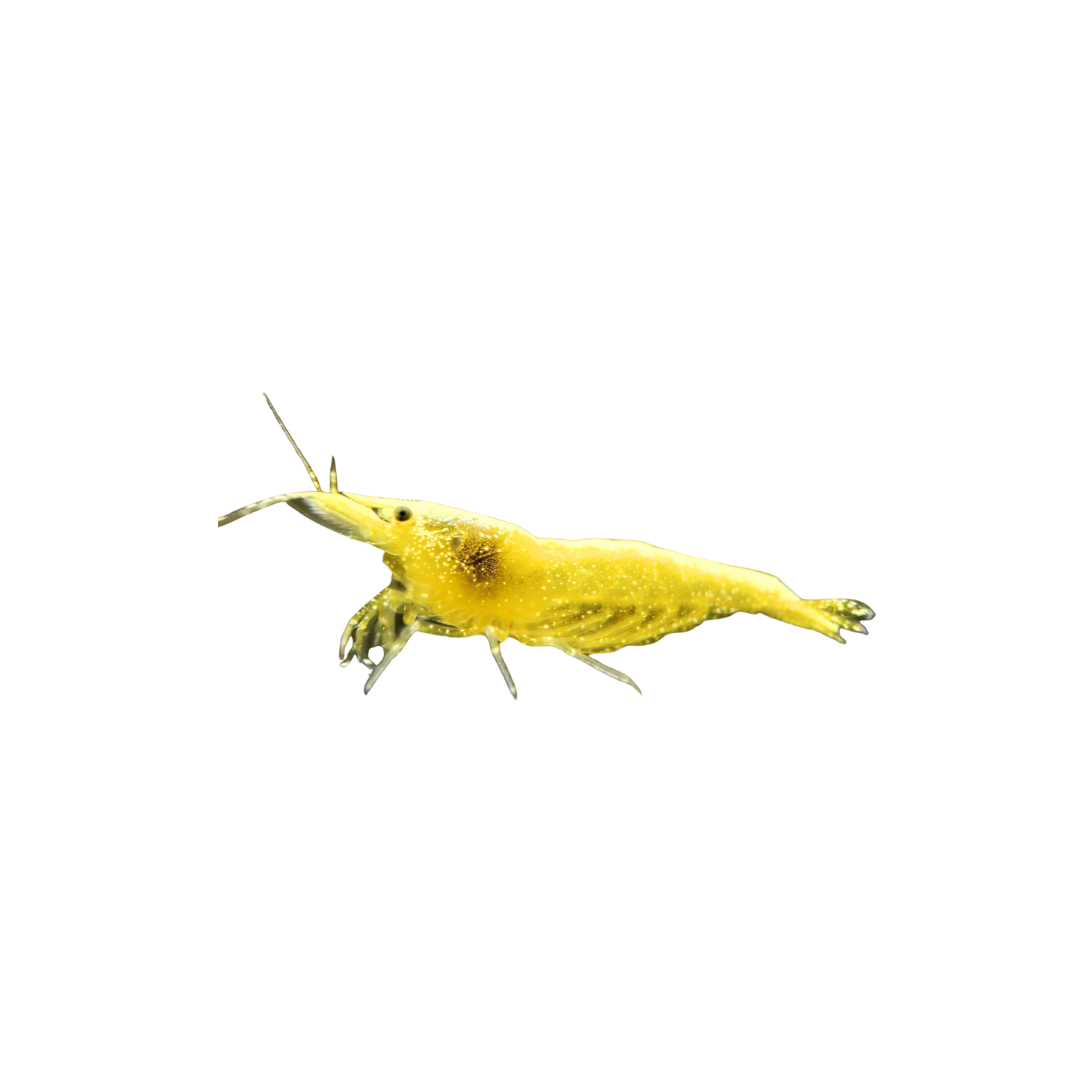 Golden Back Yellow Shrimp - 2cm (Neocaridina davidi) (Live Shrimp)