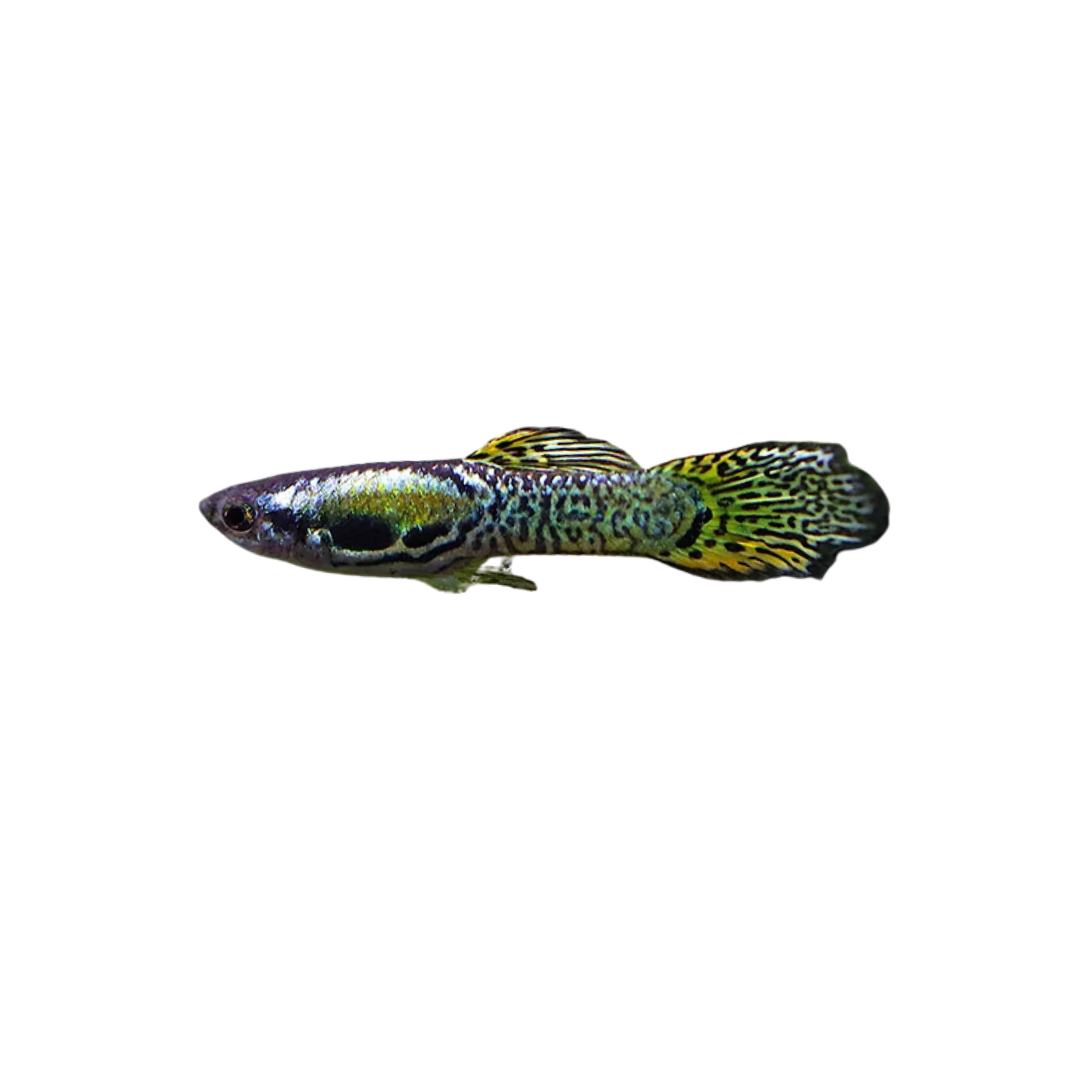 Green Cobra Guppy (Male) - 4cm (Poecilia reticulata) (Live Fish)