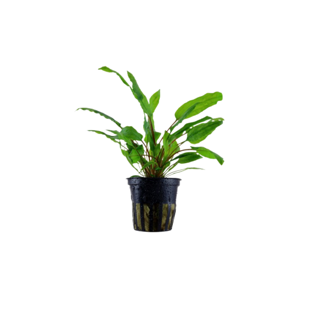 Cryptocoryne Wendtii 'Green Gecko' (Live Plant)
