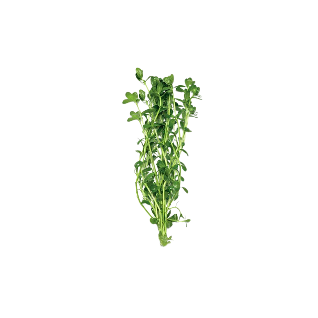 Green Pennywort - Bunch (Hydrocotyle verticillata) (Live Plant)