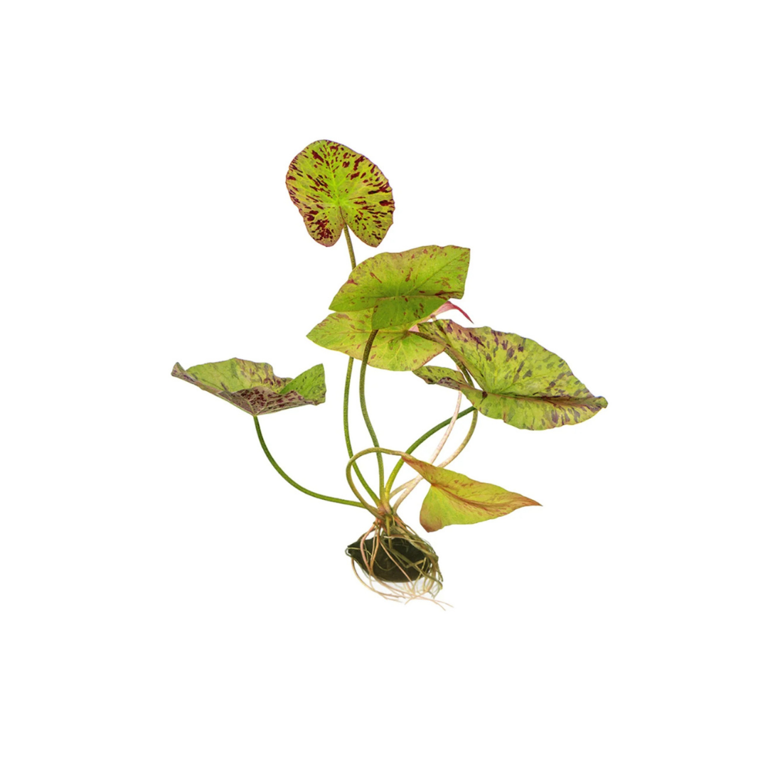 Green Tiger Lotus (Nymphaea lotus 'Green') (Live Plant)