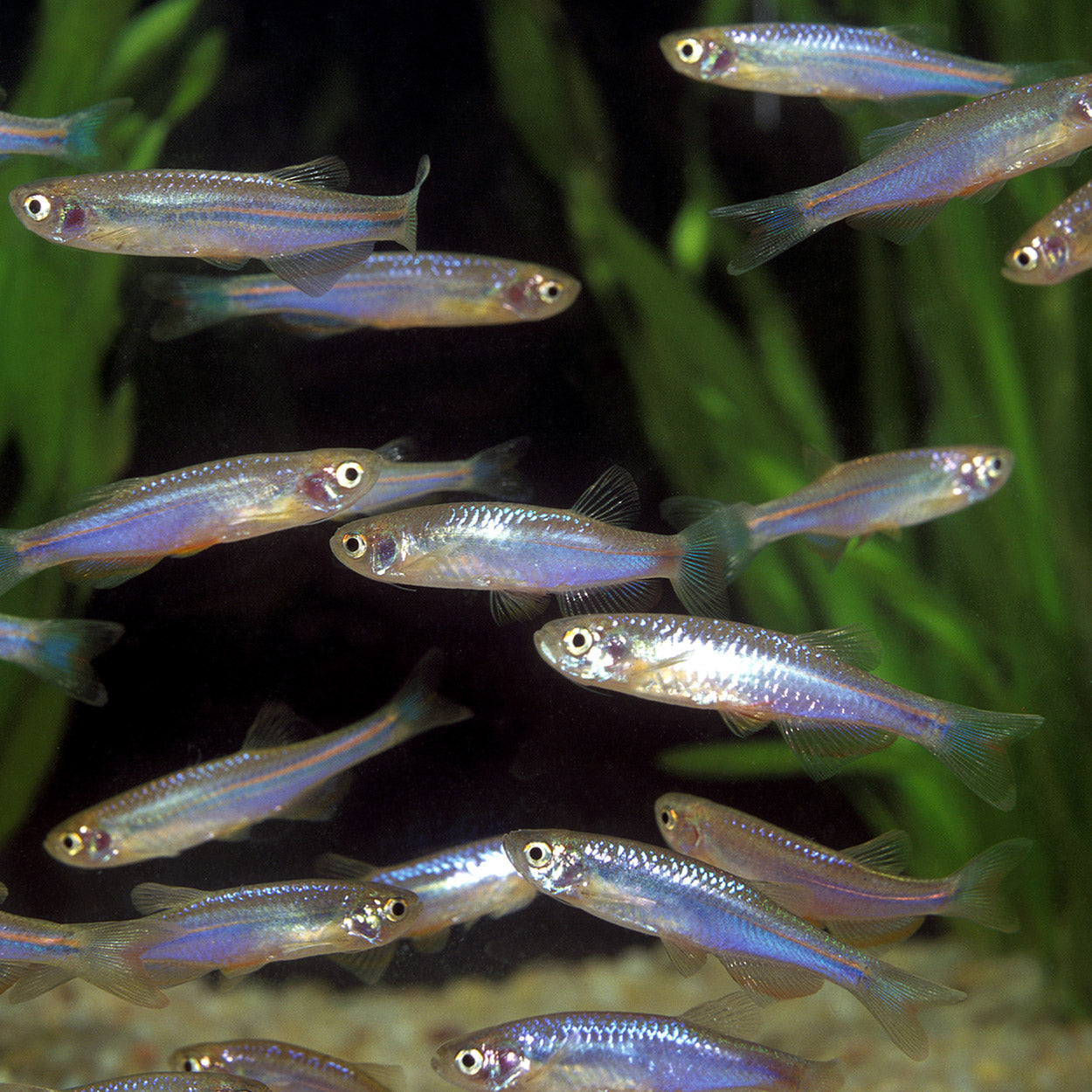 Pearl Danio (2-3cm) - Home Bred