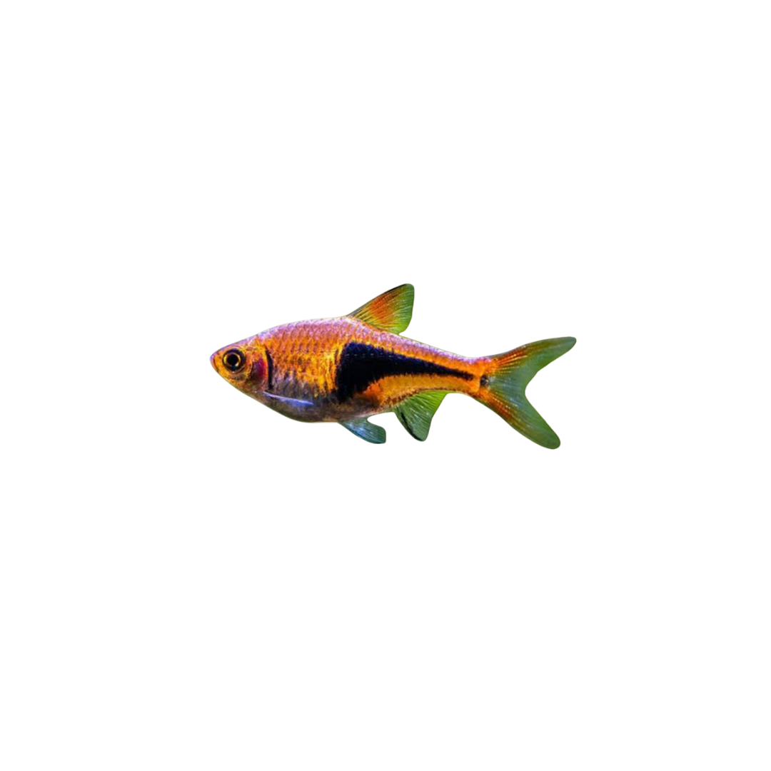 Harlequin Rasbora - 3cm (Trigonostigma heteromorpha) (Live Fish)