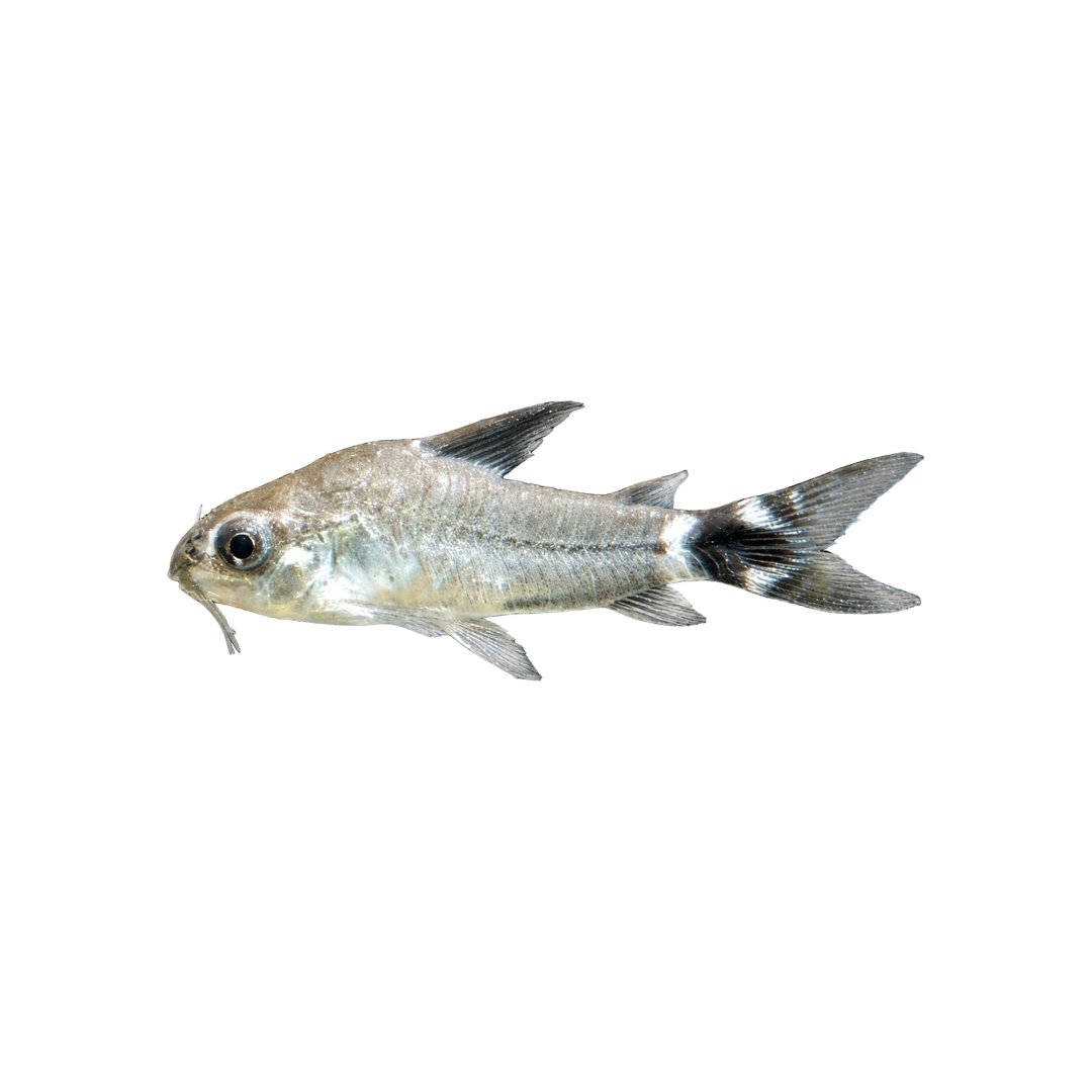 Hastatus Corydoras - 2cm (Corydoras hastatus) (Live Fish)