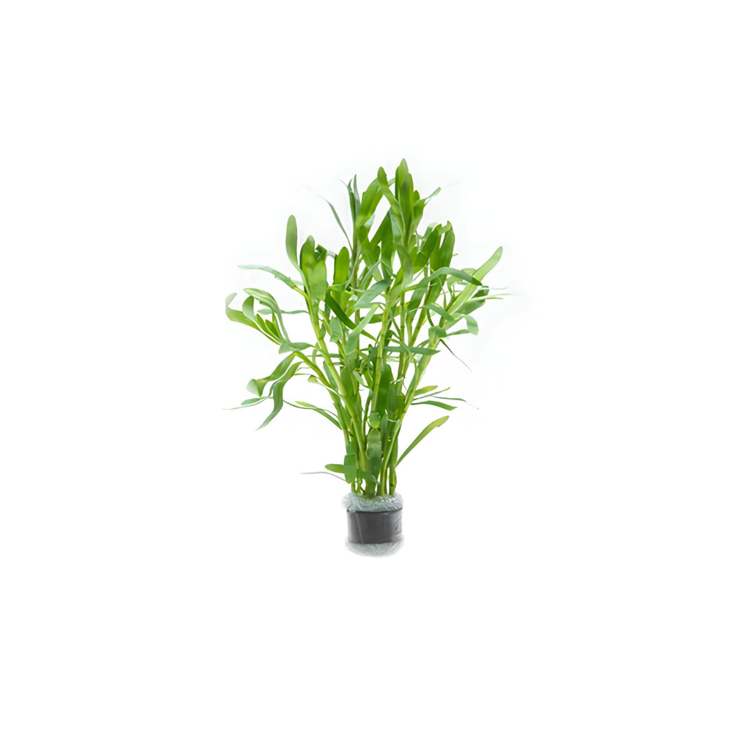 Heteranthera Zosterifolia - Bunch (Live Plant)