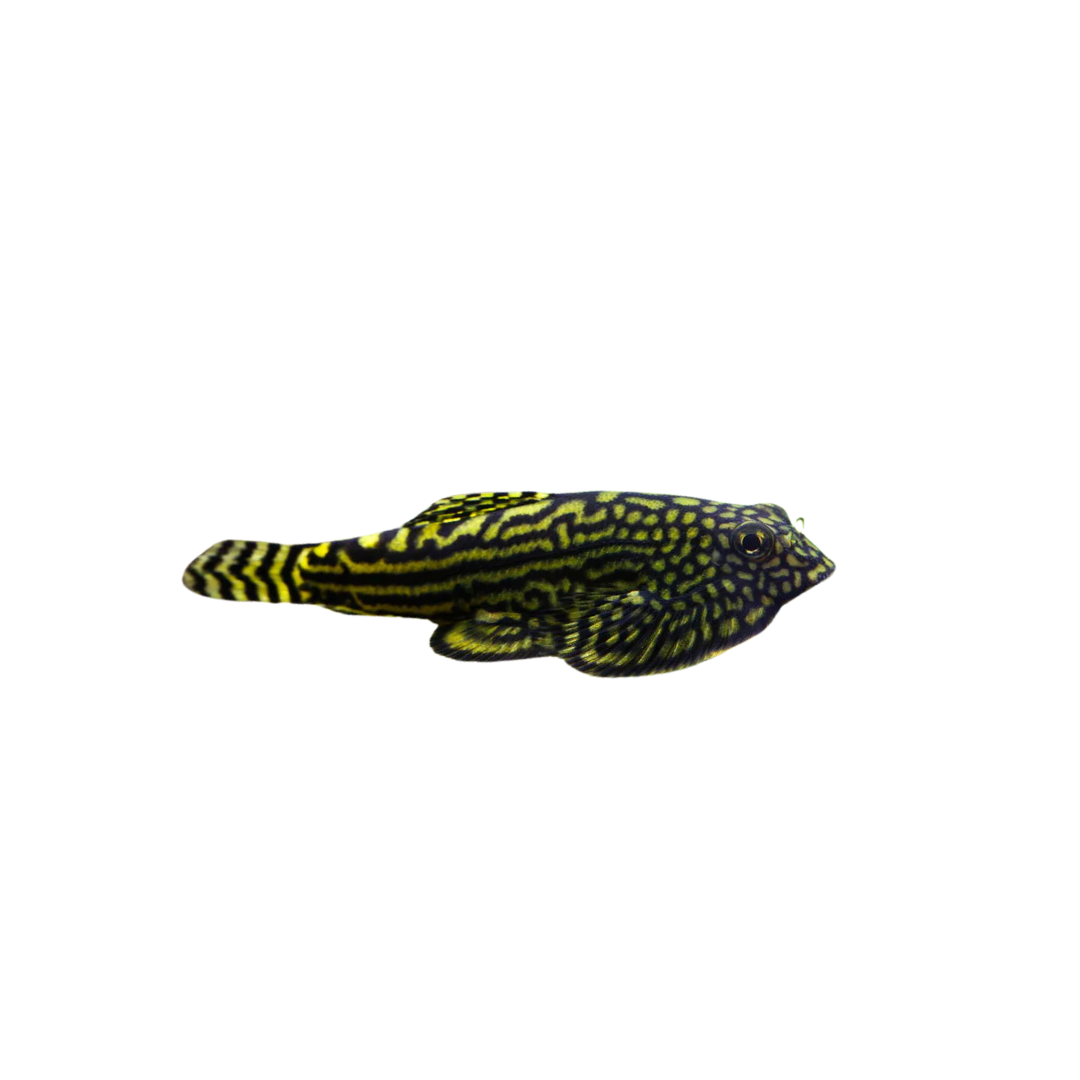 Hillstream Loach - 2.5cm (Sewellia lineolata) (Live Fish)