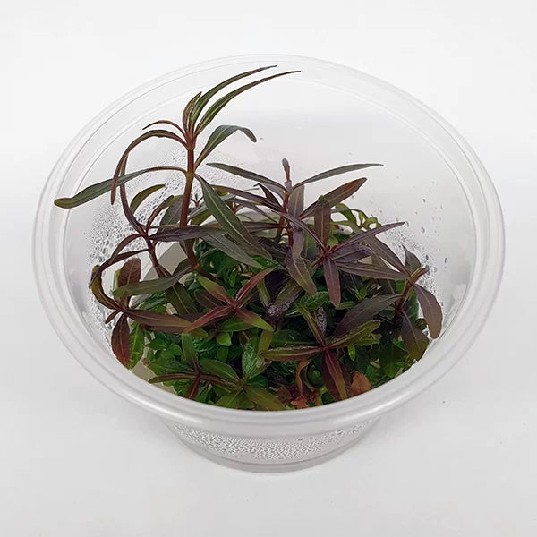 Hygrophila Lancea | Tissue Culture