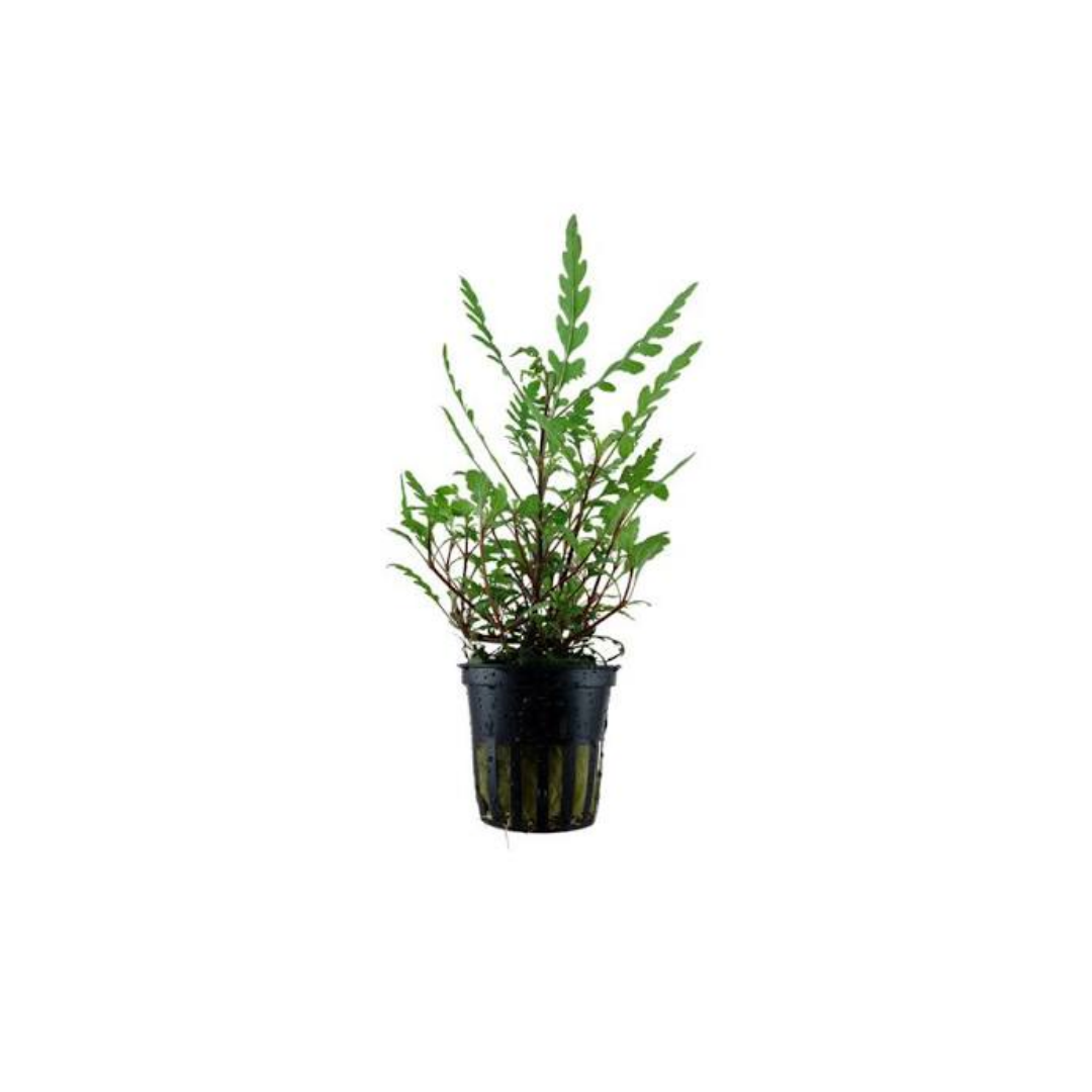 Hygrophila Pinnatifida (Emersed) (Live Plant)