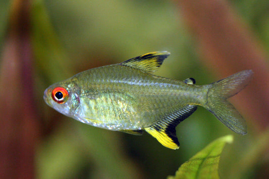 Lemon Tetra (4cm)