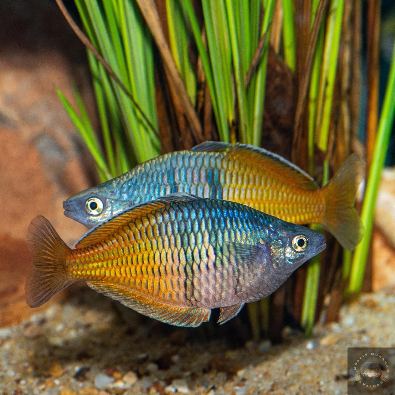 Boesemani Rainbowfish (Melanotaenia boesemani) (4cm) - Home Bred