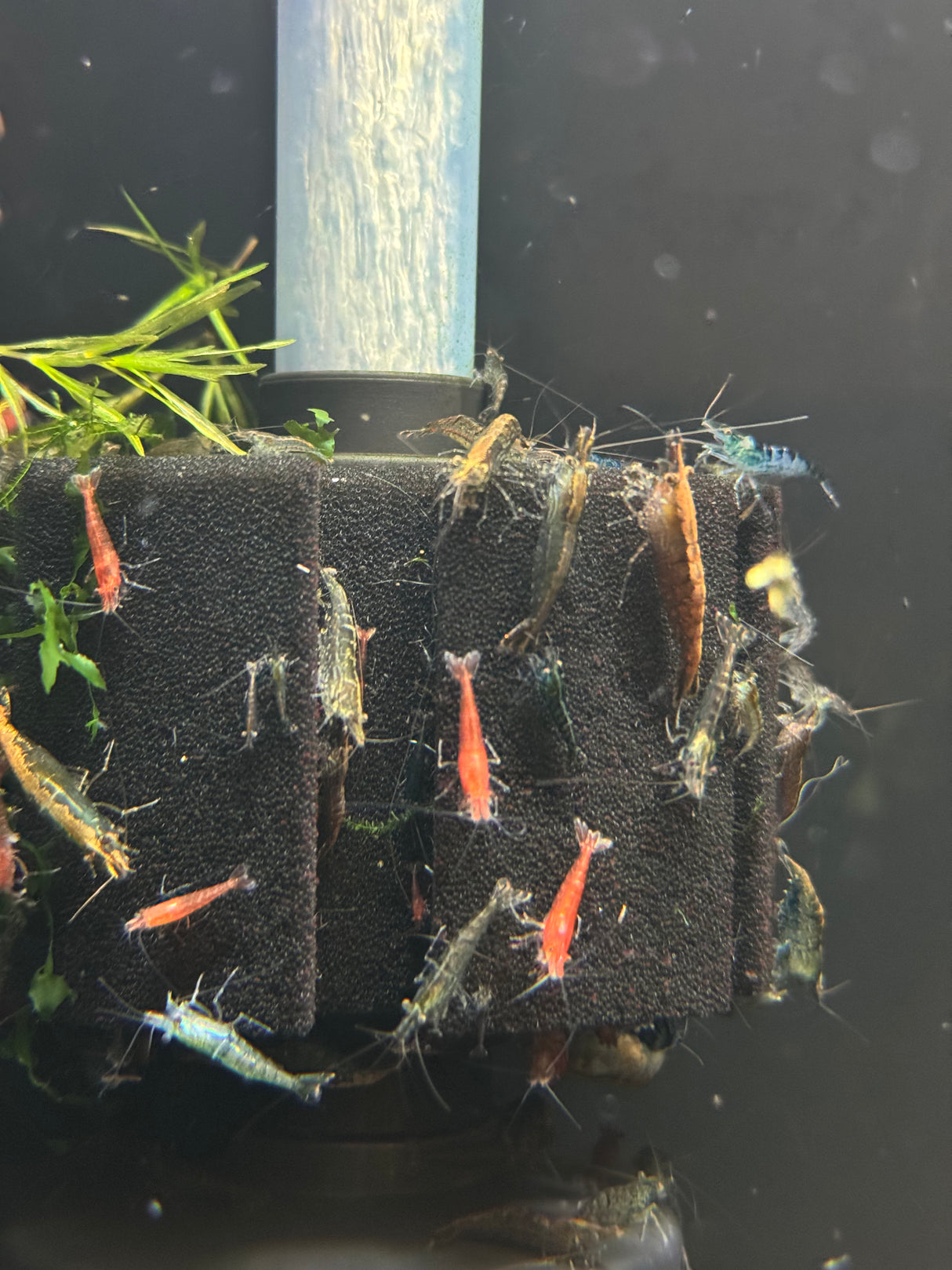 Mixed Skittle Shrimp - Low Grade (Live Fish)