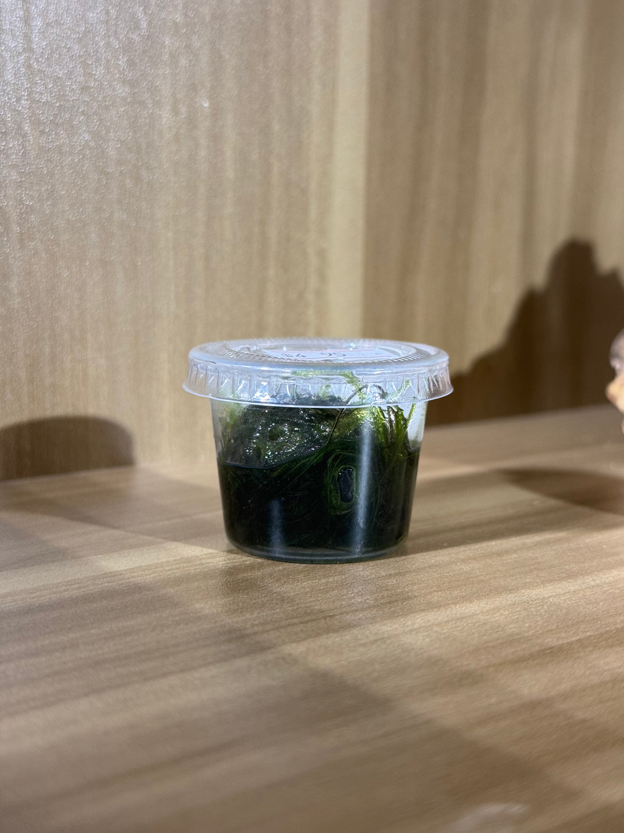 Java Moss - Small Tub