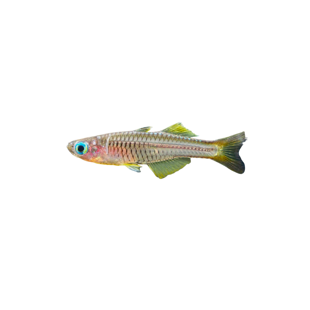 Ivanstoff's Blue-eye - 2cm (Pseudomugil ivanstoffi) (Live Fish)