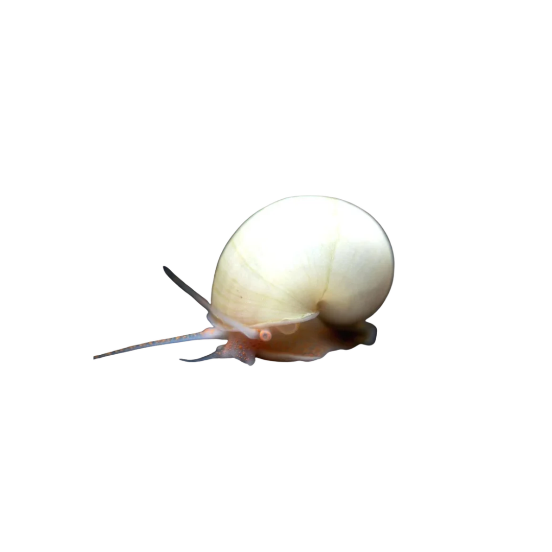 Ivory Mystery Snail (Pomacea diffusa) (Live Fish)