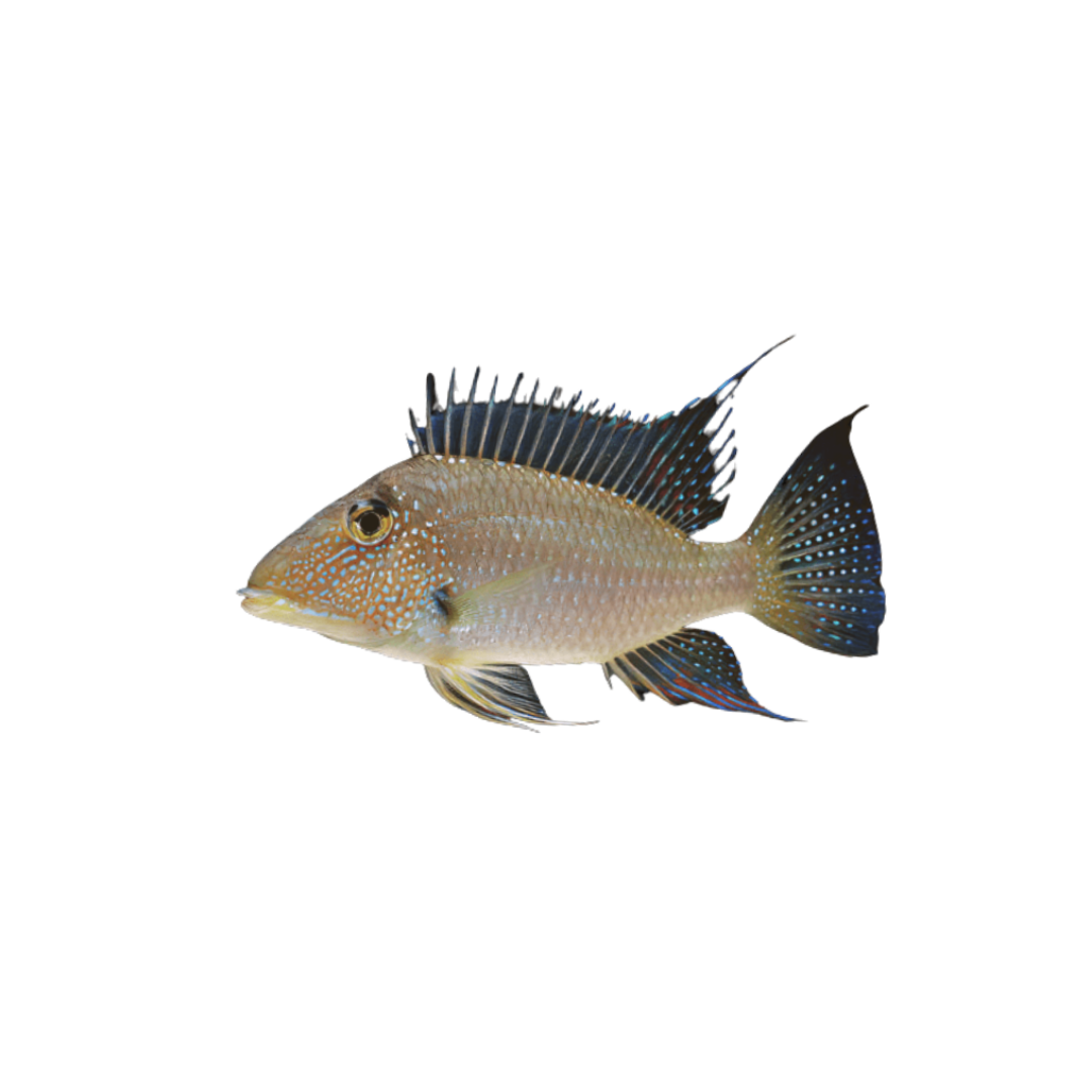 Geophagus Jurupari - 5.5cm (Satanoperca jurupari) (Live Fish)