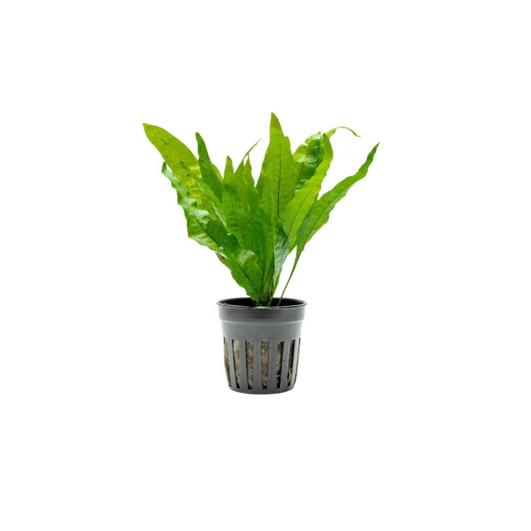 Java Fern (Microsorum pteropus) (Live Plant)