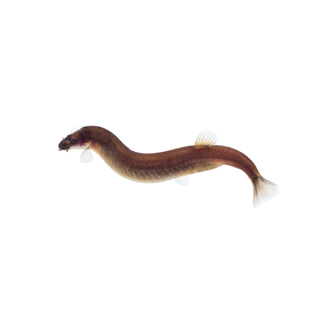 Black Kuhli Loach - 5cm (Pangio oblonga) (Live Fish)