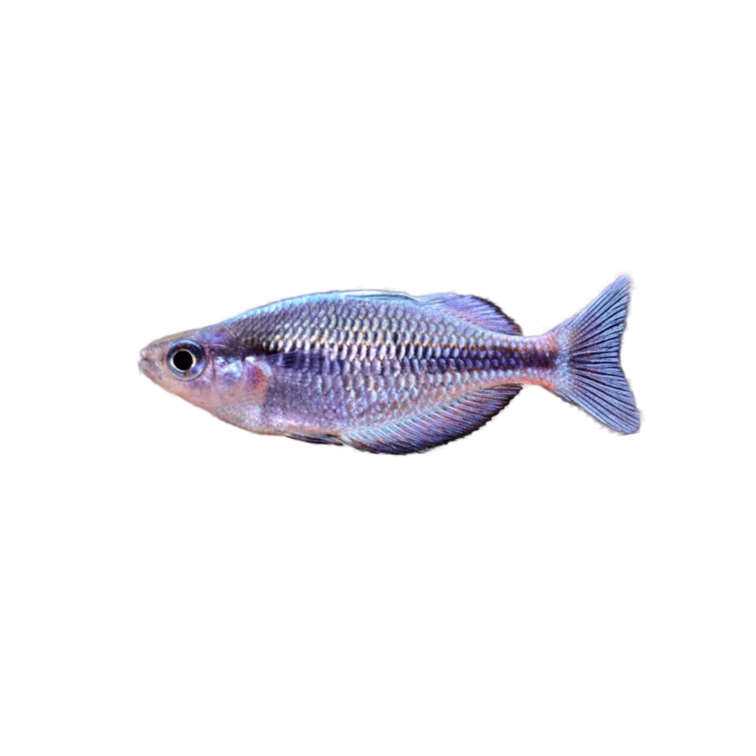 Kamaka Rainbowfish - 5cm (Melanotaenia kamaka) (Live Fish)