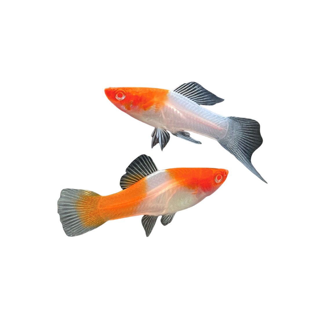Kohaku Swordtail