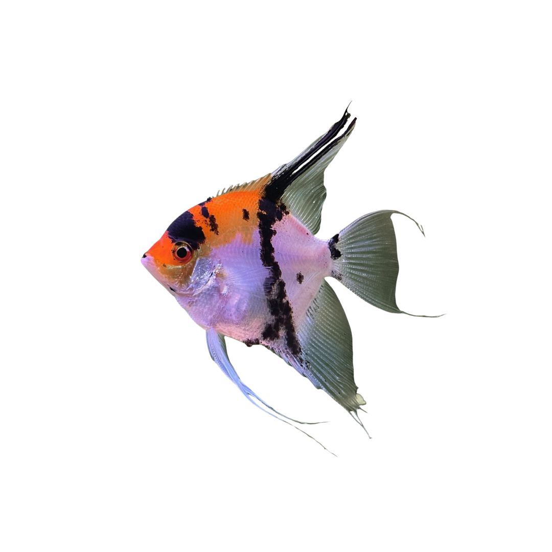 Koi Angelfish (Pterophyllum scalare) (Live Fish)