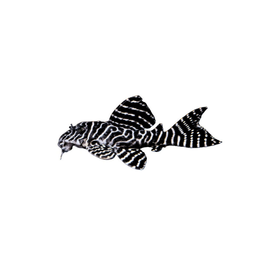 L333 King Tiger Pleco - 5cm Sub-Adult (Hypancistrus sp.) (Limited Stock)
