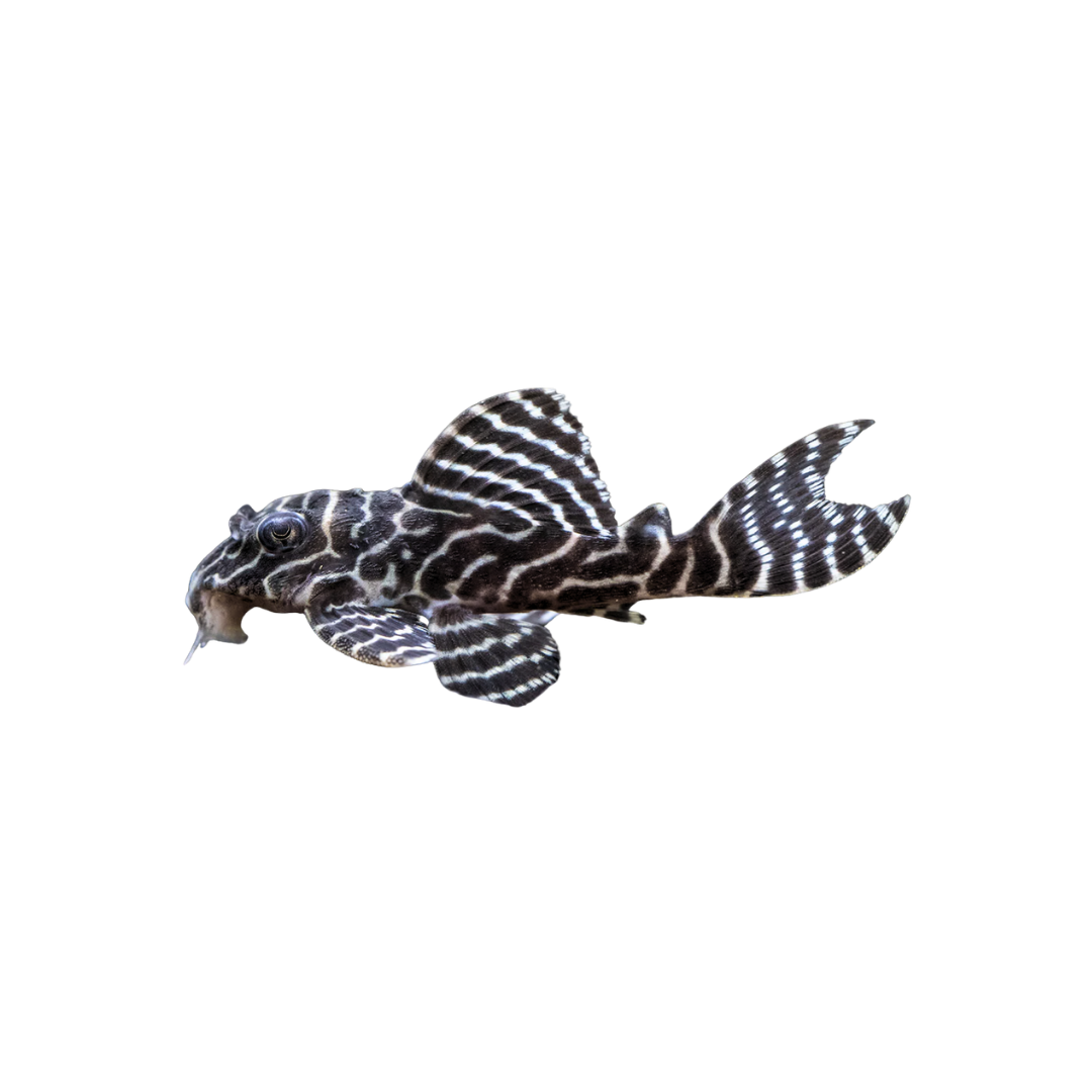 L333 King Tiger Pleco - Adult Males (Hypancistrus sp.) (Live Fish)