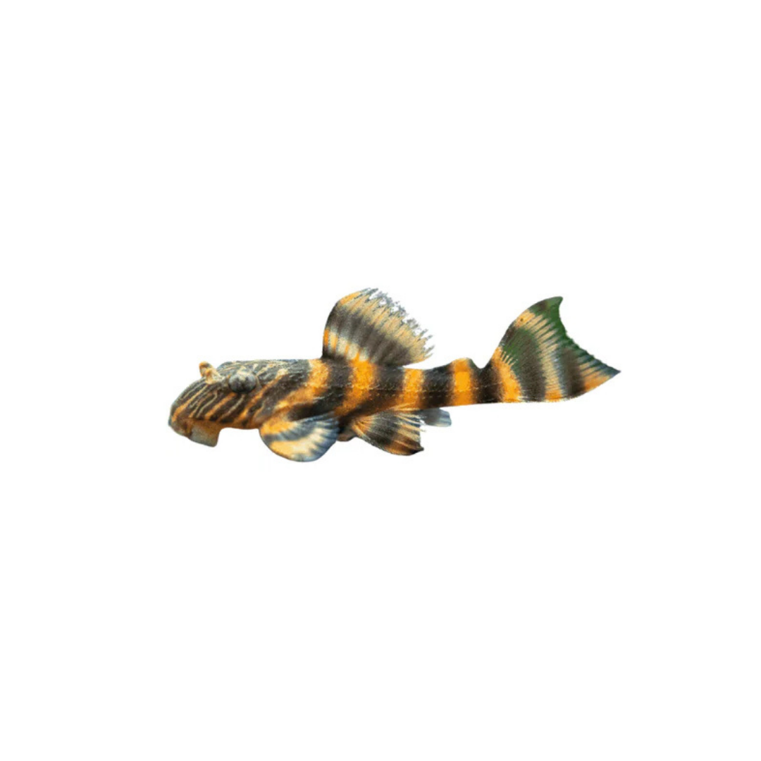 L397 Tiger Pleco - 4cm (Panaqolus sp. L397) (Live Fish)