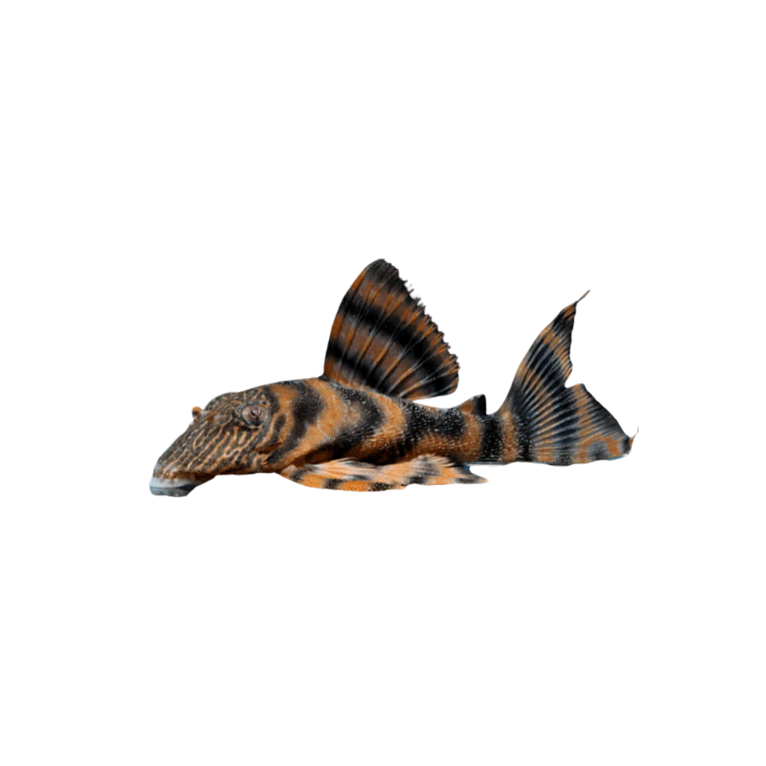 L397 Tiger Pleco - Adult Males (Panaqolus sp. L397) (Live Fish)