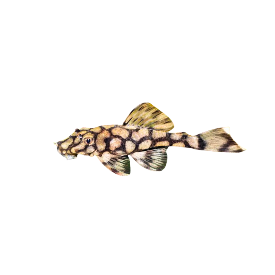 L519 Honeycomb Bristlenose - 4cm (Ancistrus sp. L519) (Live Fish)