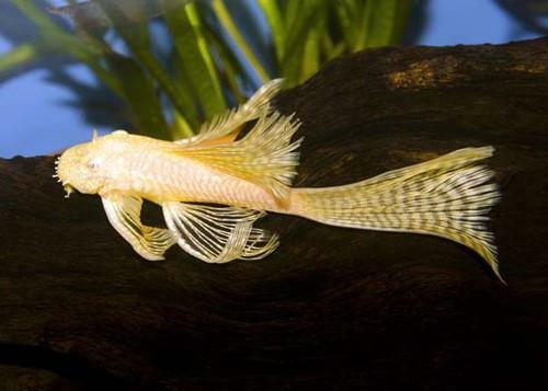 Longfin Albino Bristlenose