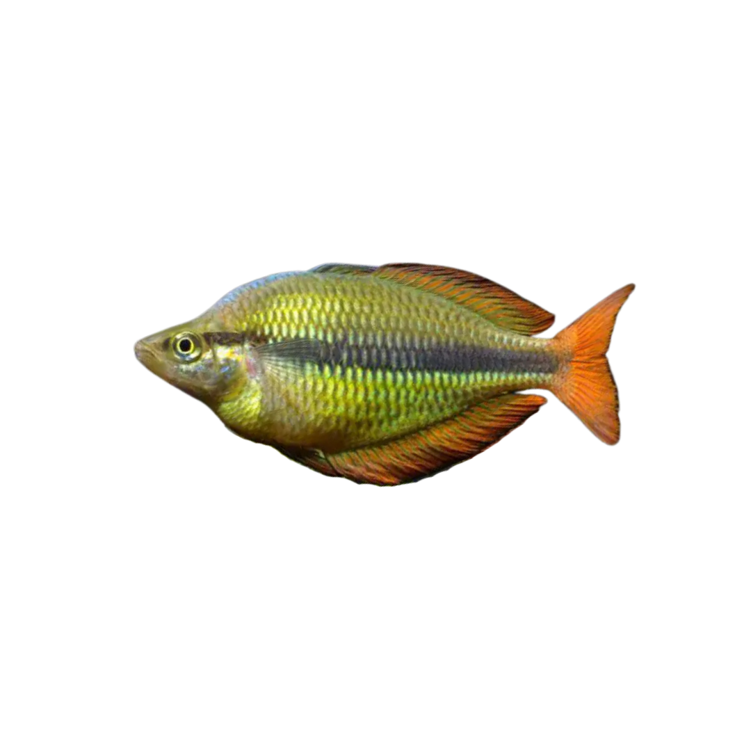 Lake Tebera Rainbowfish (Melanotaenia herbertaxelrodi) (5cm)