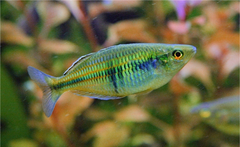 Boesemani Rainbowfish FEMALES ONLY (Melanotaenia boesemani) (4cm) - Home Bred