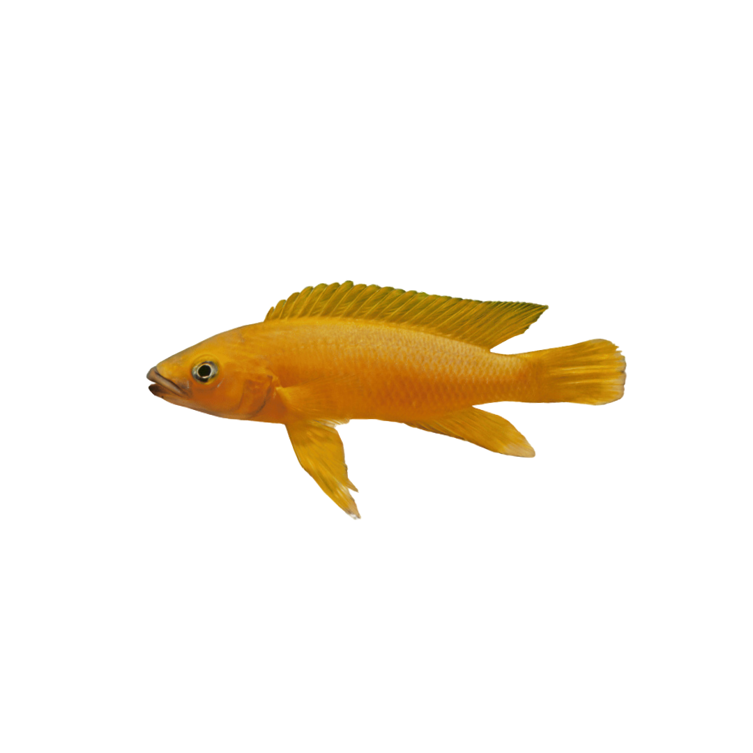 Leleupi Cichlid - 5cm (Neolamprologus leleupi) (Live Fish)