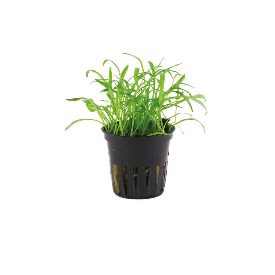 Lilaeopsis Pot (Brazilian Micro Sword) (Live Plant)