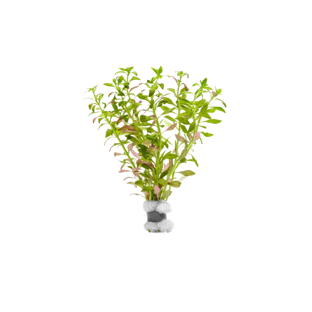 Limnophila Aromatica 'Mini' - Bunch (Live Plant)