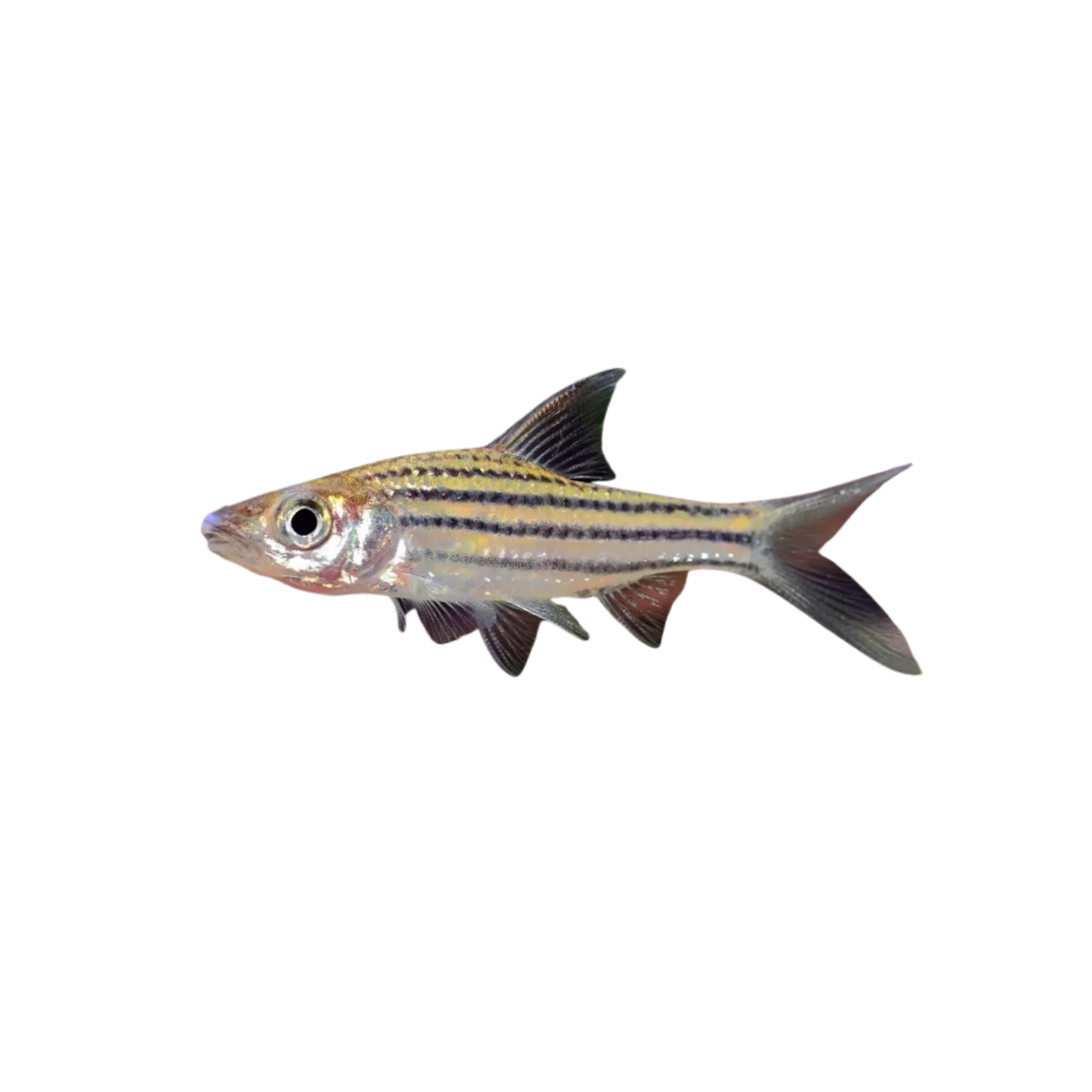 Lined Barb - 6cm (Striuntius lineatus) (Live Fish)