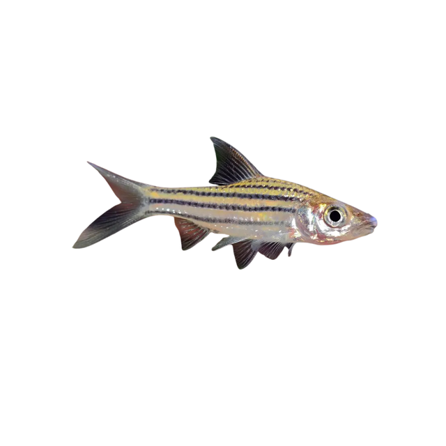 Lined Barbs