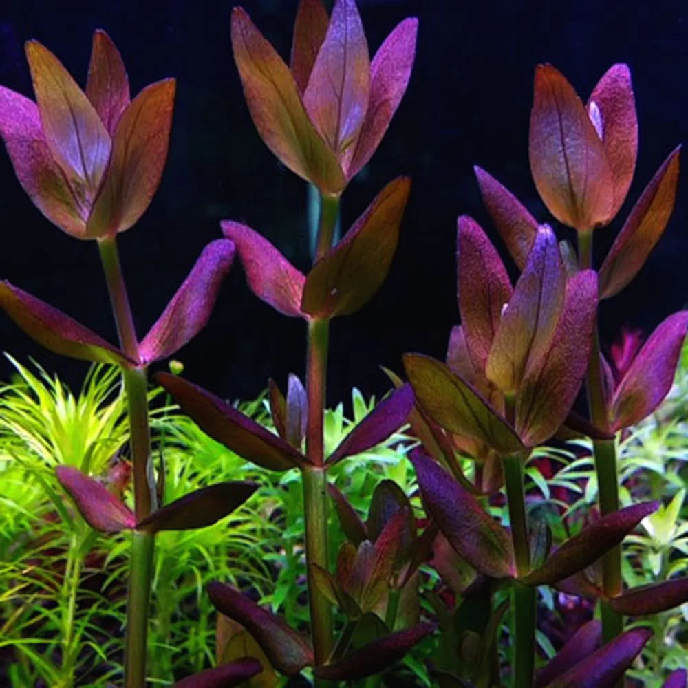 Bacopa Salzmannii 'Purple' | 5cm Pot