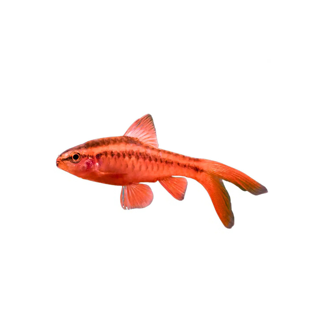 Longfin Cherry Barb - 6cm (Puntius titteya) (Live Fish)