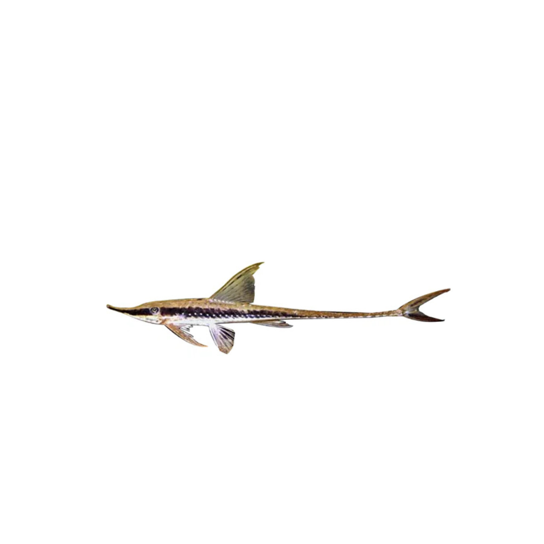 Longnose Whiptail Catfish (Sturisoma barbatum) (Live Fish)