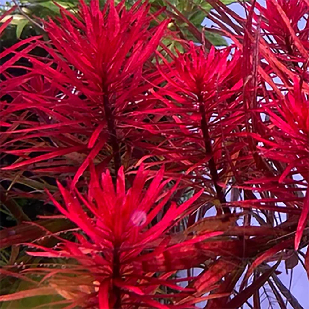 Ludwigia Meta (SUPER RARE) | ONE STEM