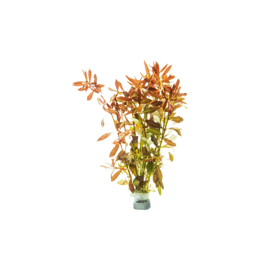 Ludwigia brevipes - Bunch (Live Plant)