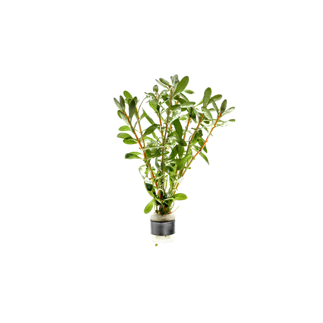 Ludwigia inclinata (Live Plant)