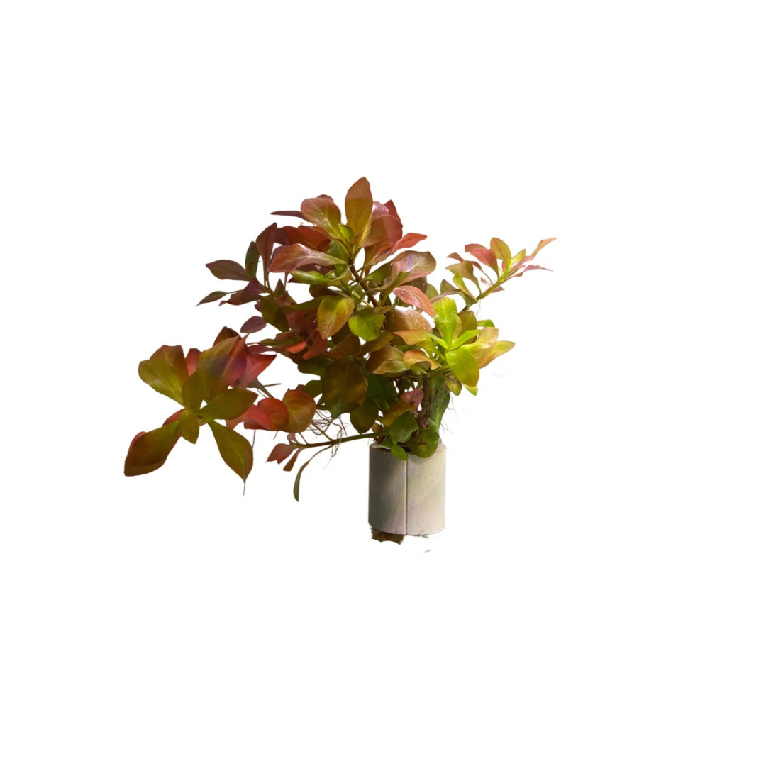 Ludwigia natans (Live Plant)