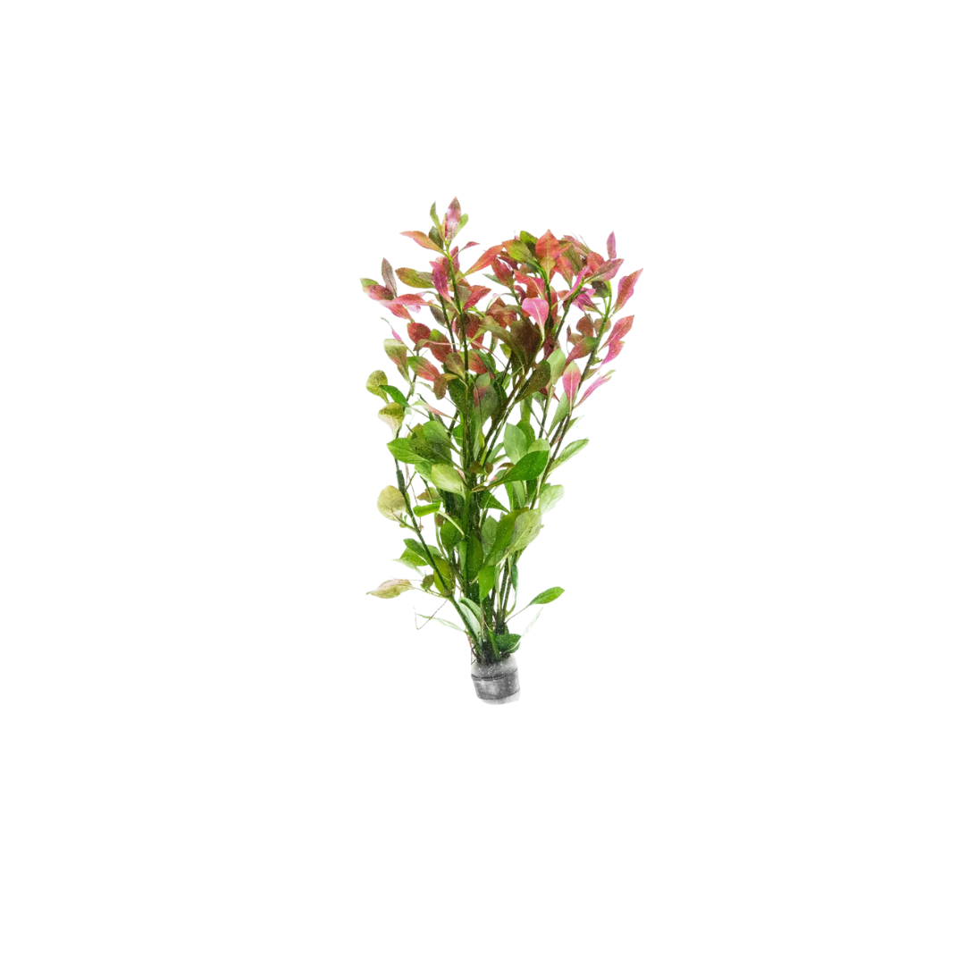 Ludwigia repens (Live Plant)