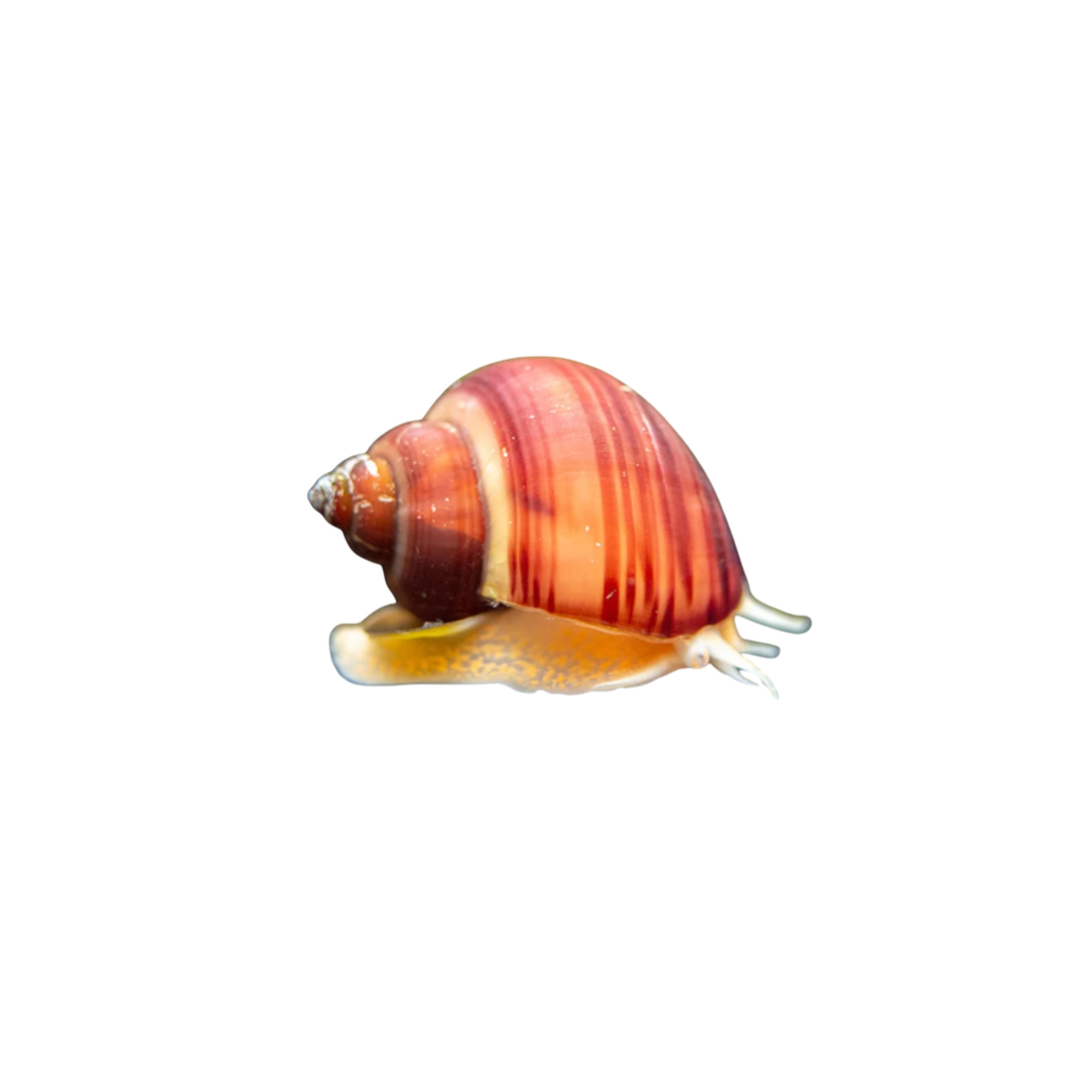 Magenta Mystery Snail (Pomacea diffusa) (Live Fish)