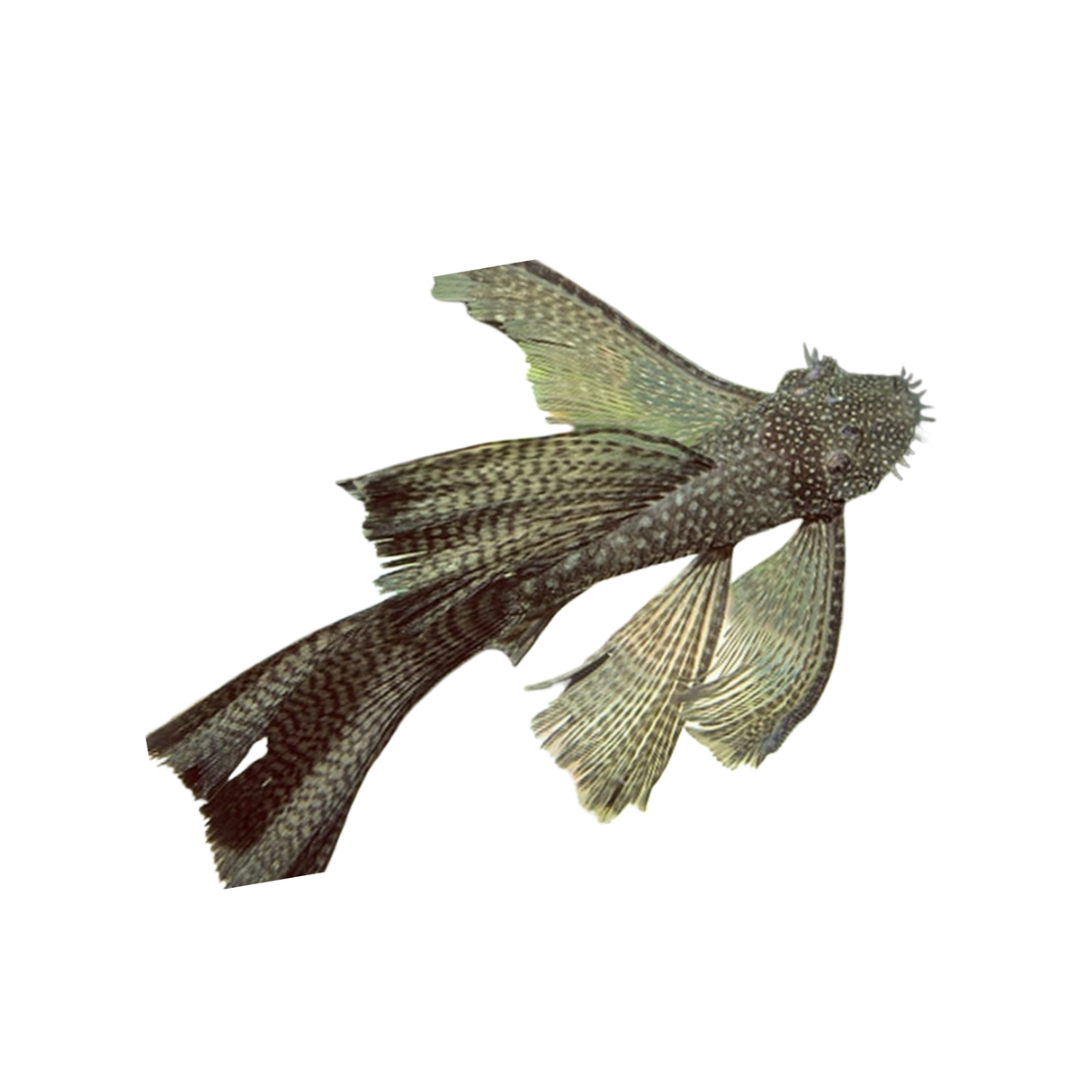 Longfin Common Bristlenose (Live Fish)